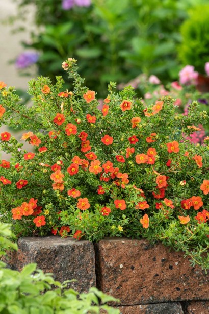 Перстач чагарниковий Ред Айс 